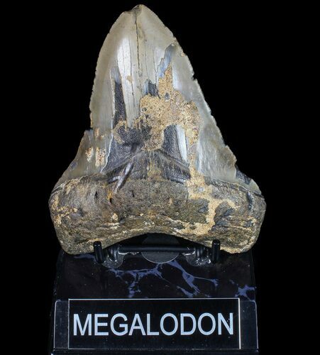 Bargain, Megalodon Tooth - North Carolina #77543